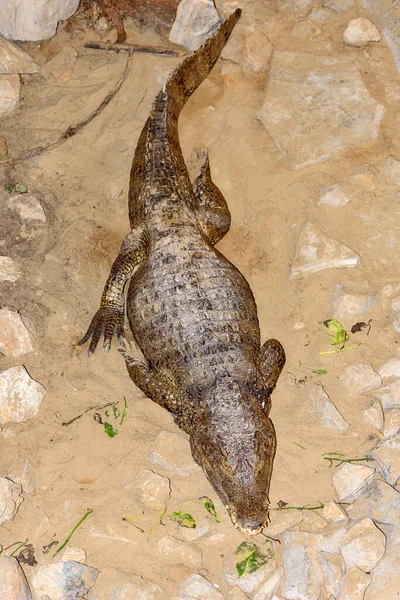 Крокодил Басейні — стокове фото
