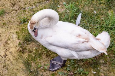 Çimlerin üzerinde zarif bir kuğu