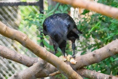 Kara kuzgun hayvanat bahçesi kafesinde