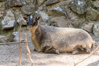 Kameraya bakan bir koyun.
