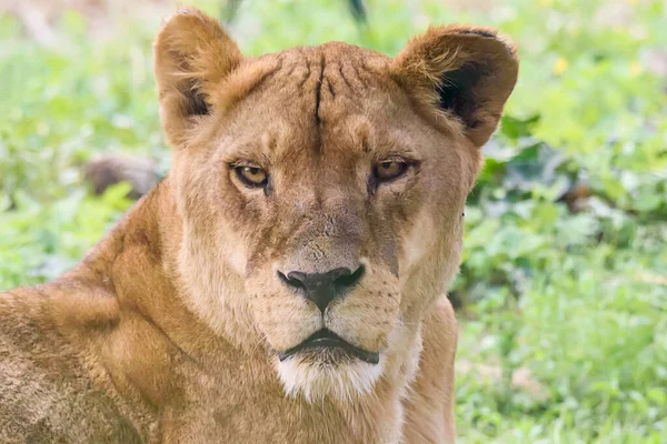 Une Lionne Dans Zoo — Photo