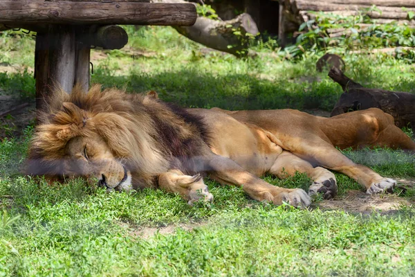 非洲狮子把头靠在地上睡觉 — 图库照片