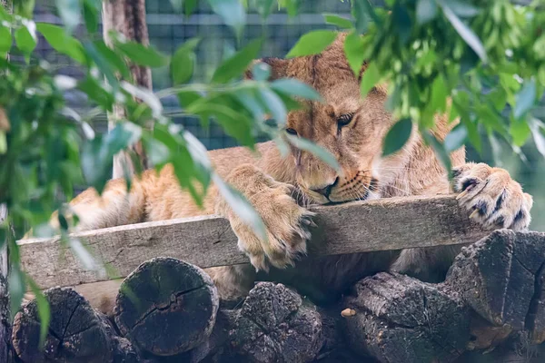 Une Lionne Dans Zoo — Photo