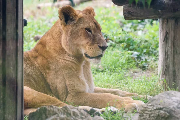 Une Lionne Dans Zoo — Photo