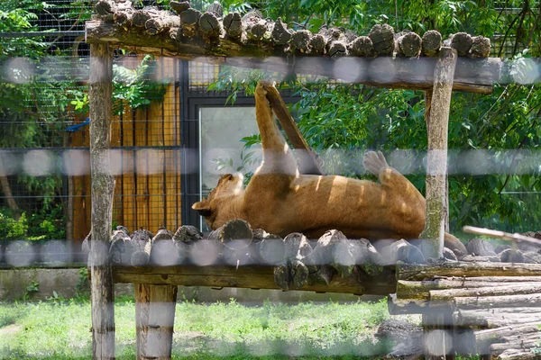 Une Lionne Dans Zoo — Photo