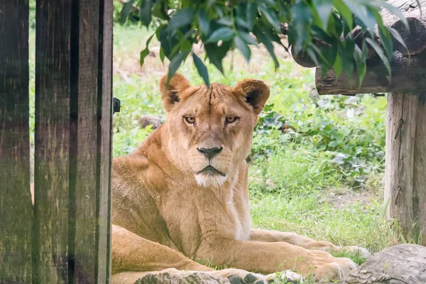 Une Lionne Dans Zoo — Photo