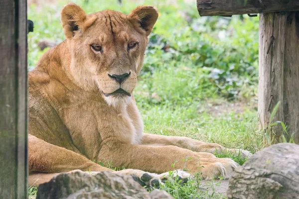 Une Lionne Dans Zoo — Photo