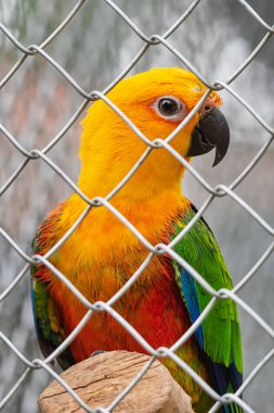 Güzel renkli papağan esaret altında