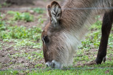 Su geyiği, Sahra altı Afrika 'da yaygın olarak bulunan büyük bir antiloptur..