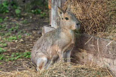 Patagonya Mara (Dolikotis patagonum), mara cinsi Dolikotis 'te yaşayan nispeten büyük bir kemirgendir.