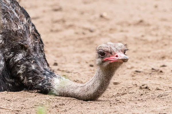 Ostrich Lat Struthio Camelus Large African Non Flying Bird Order — Stock Photo, Image