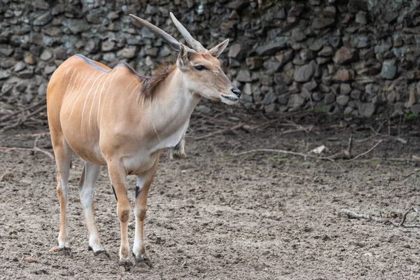 Common Eland (Fabrotragus oryx) - самый крупный вид африканской антилопы
.