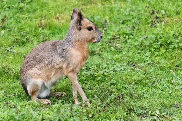 Mara Patagónica Dolichotis Patagonum Una Especie Roedor Familia Dolichotis — Foto de Stock