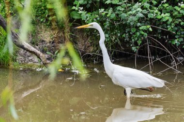 Büyük balıkçıl, büyük balıkçıl, büyük beyaz balıkçıl ya da büyük balıkçıl olarak da bilinir. 