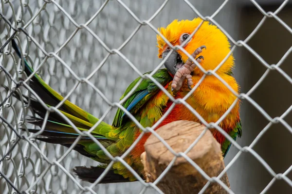 Krásný Barevný Papoušek Zajetí — Stock fotografie