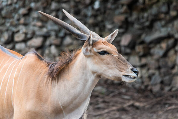 Common Eland (Fabrotragus oryx) - самый крупный вид африканской антилопы
.