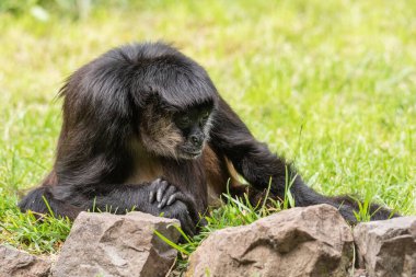 Siyah bir maymun çimenlerde oturuyor.