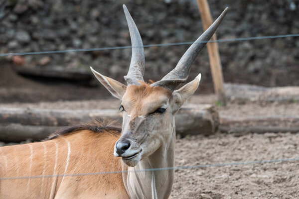 Common Eland (Fabrotragus oryx) - самый крупный вид африканской антилопы
.