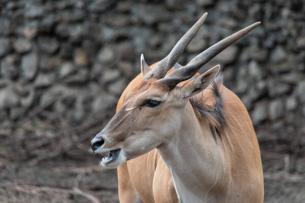 Common Eland (Fabrotragus oryx) - самый крупный вид африканской антилопы
.