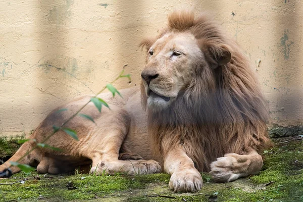 Lion Blanc Dans Zoo — Photo