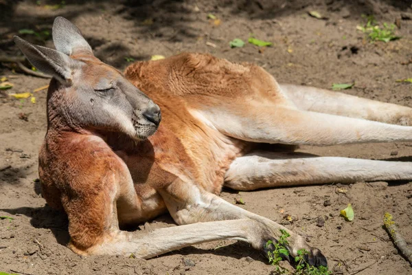 Kanguru insan gibi poz veriyor.