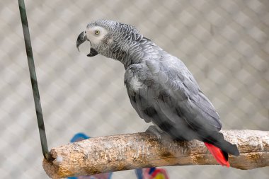 Güzel gri papağanın ayrıntılı portresi. Afrika Gri Papağanı, Psittacus erithacus