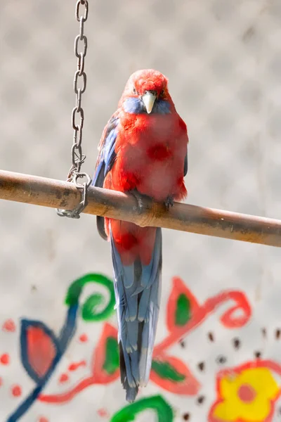 Beautiful Colorful Parrot Captivity — Stock Photo, Image