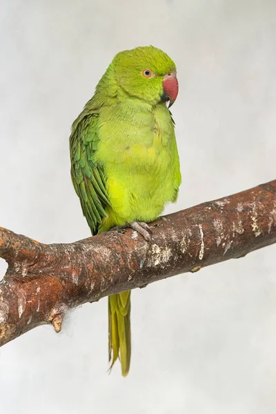 Beautiful Colorful Parrot Captivity — Stock Photo, Image