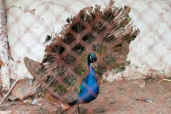 Männliche Pfau Zoo Sitzen Käfigen Schlechtem Zustand Und Halten — Stockfoto