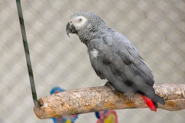 Güzel gri papağanın ayrıntılı portresi. Afrika Gri Papağanı, Psittacus erithacus