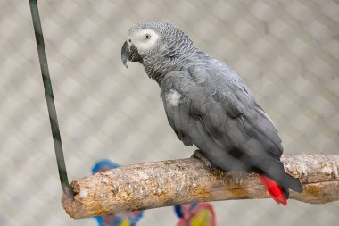 Detail portrait of beautiful grey parrot. African Grey Parrot, Psittacus erithacus clipart