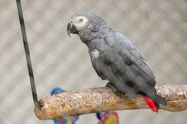 Güzel gri papağanın ayrıntılı portresi. Afrika Gri Papağanı, Psittacus erithacus
