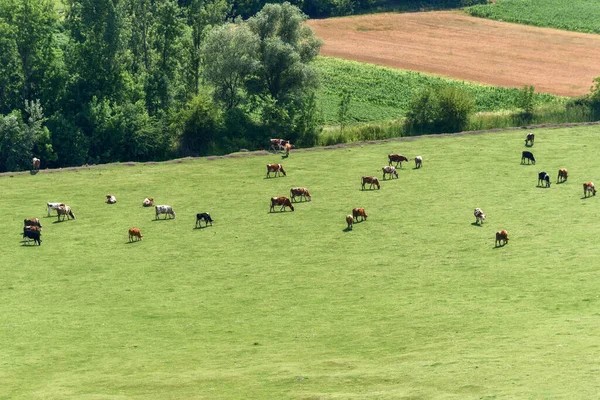 Aerial View Meadow Cows — Stock Photo, Image