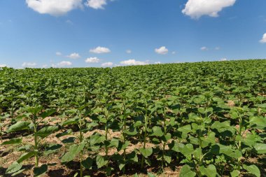 Bir şapkanın oluşumu sırasında genç bir ayçiçeği tarlası. Rovnye serisi. Sağlıklı bitkiler