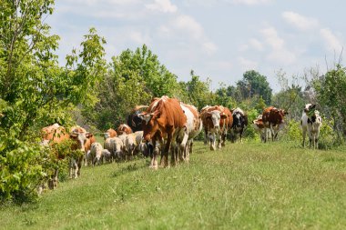 Koyun ve inek sürüsü