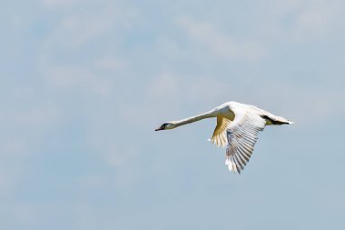 Kuş uçmakta olan bir kuğu.