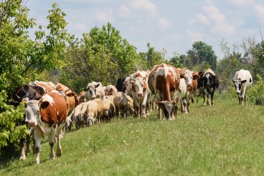 Koyun ve inek sürüsü