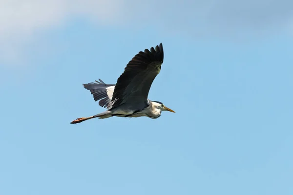 Great Blue Heron Flying Pássaro Perambulante Lindamente Grande Voando Alto — Fotografia de Stock