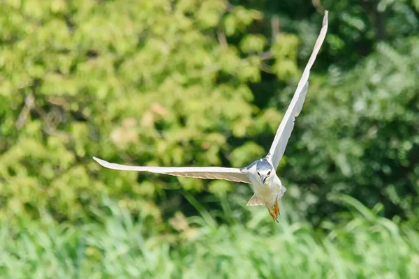 Garza Negra Coronada Nycticorax Nycticorax Garza Negra Coronada Pájaro Vuelo — Foto de Stock