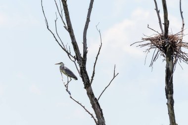 Büyük bir Mavi Balıkçıl bir dalda duruyor.
