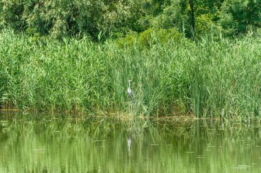 İmparatorluk Göleti 'nin (Carska bara) bataklık bölgesindeki tipik manzara, kuşlar ve Sırbistan' dan gelen diğer hayvanlar için geniş doğal yaşam alanı. Bir Büyük Mavi Balıkçıl 
