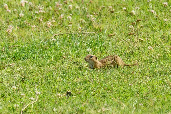 Bodemeekhoorn Spermophilus Loert Boven Het Gras Voorjaarsweide — Stockfoto