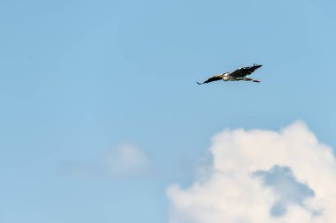 Büyük Mavi Balıkçıl. Güzel, büyük bir kuş gökyüzünde uçuyor..