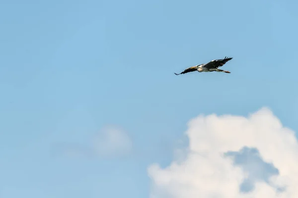 Great Blue Heron Flying Pássaro Perambulante Lindamente Grande Voando Alto — Fotografia de Stock