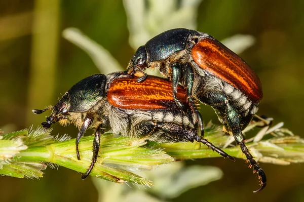 コックチャッファーマッチング MaybugまたはDodlebug — ストック写真