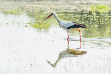Leylek suyun üzerinde yürür. Leylek gölde yiyecek arıyor..