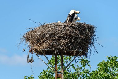 Leylek yuvasında durur ve yavrularıyla ilgilenir.