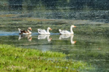 Ördekler gölde yiyecek arıyor. Ördekler gölde yüzer.
