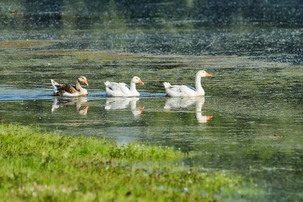 Enten Auf Nahrungssuche See Enten Schwimmen See — Stockfoto