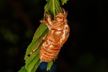 Abandoned cicada shell. Image of an insect shell exoskeleton. clipart